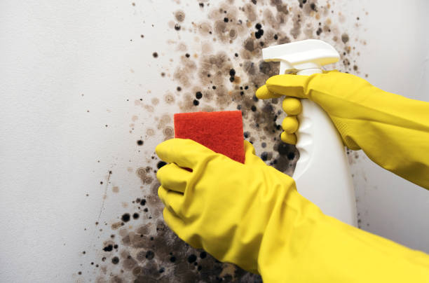 Best Attic Mold Removal  in Arnold, PA