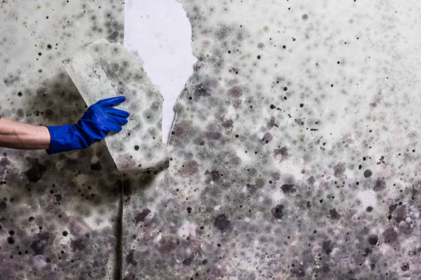 Office Mold Removal Services in Arnold, PA