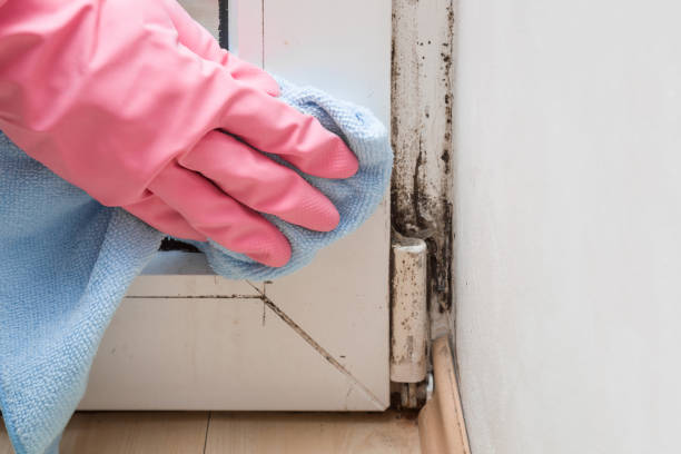 Best Residential Mold Removal  in Arnold, PA