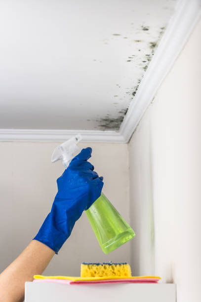 Attic Mold Removal in Arnold, PA