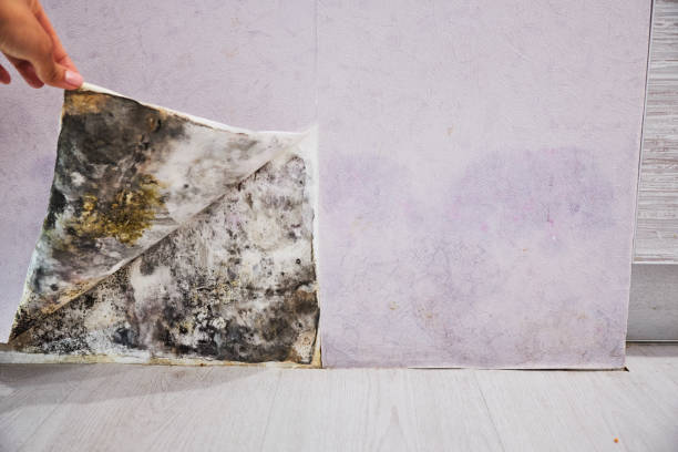 Best Professional Mold Removal  in Arnold, PA